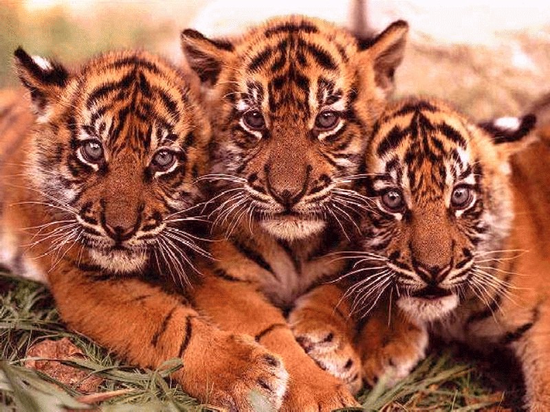 tigre bengale
