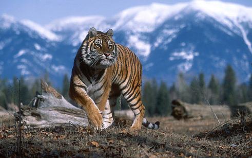 Tigre du Bengale (1)